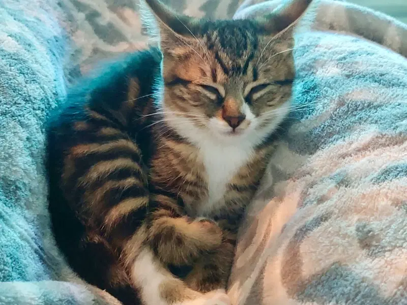 Tiny Tina, photo 2