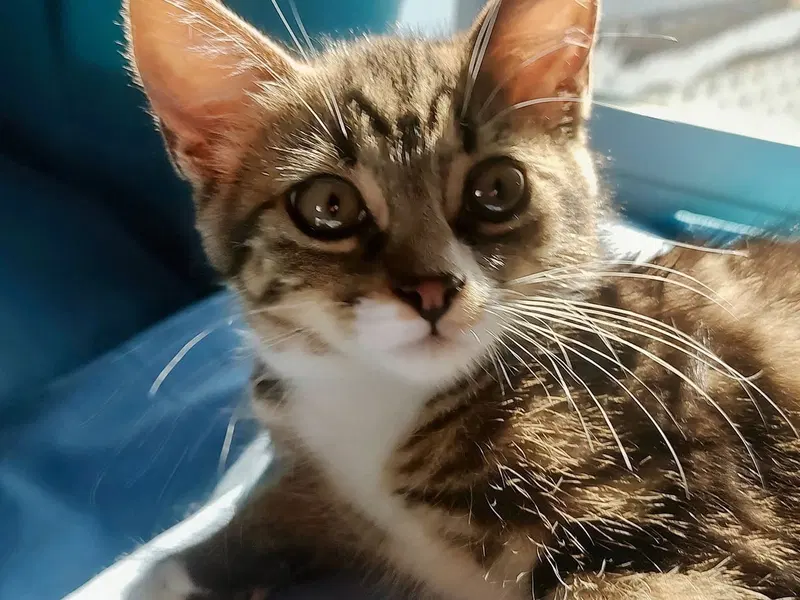 Tiny Tina, photo 3
