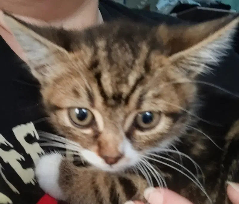 Tiny Tina, photo 4