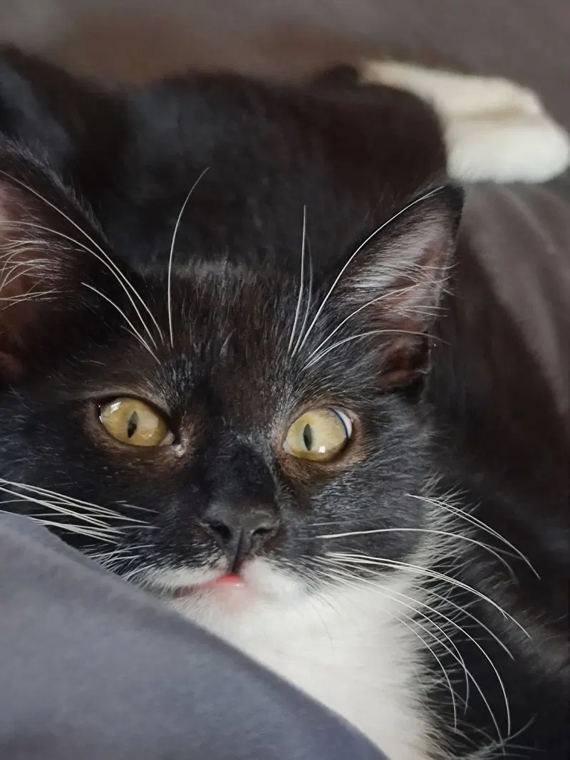 Ponch, a male Tuxedo kitten up for adoption