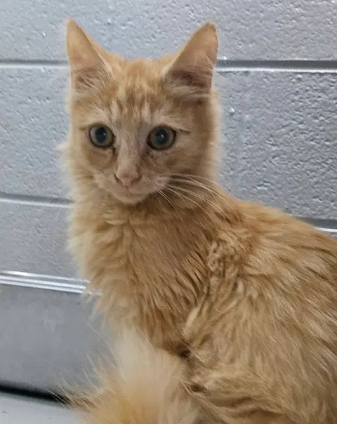 Watch the video of Tigger