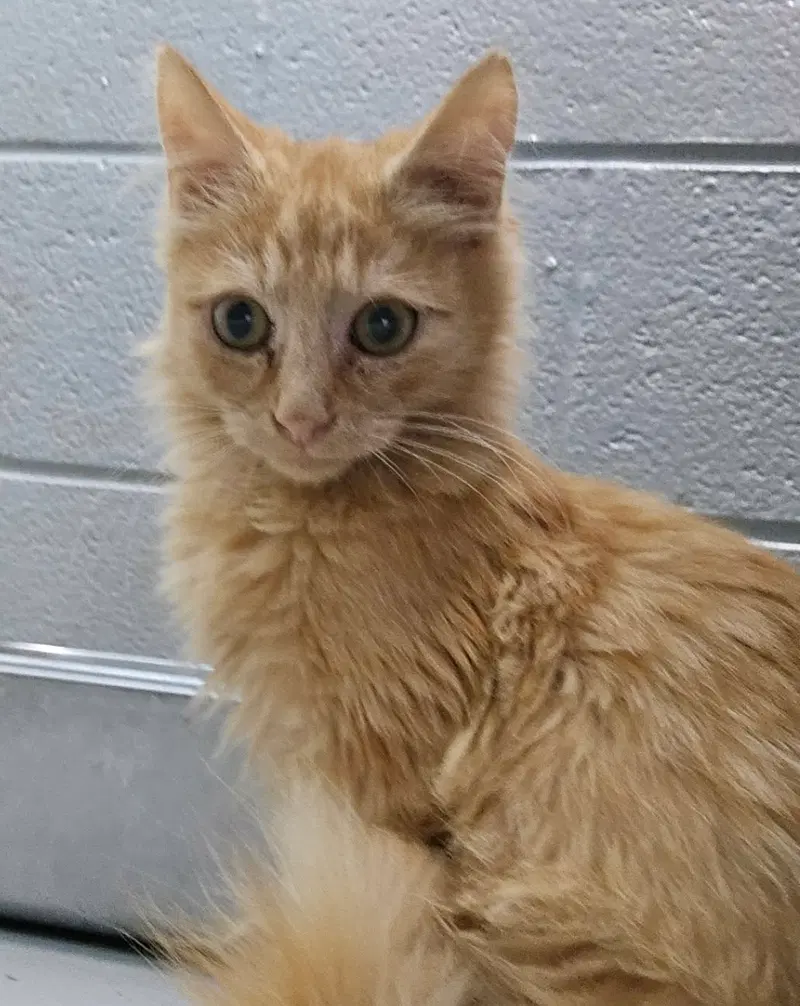 Tigger, a young male cat up for adoption
