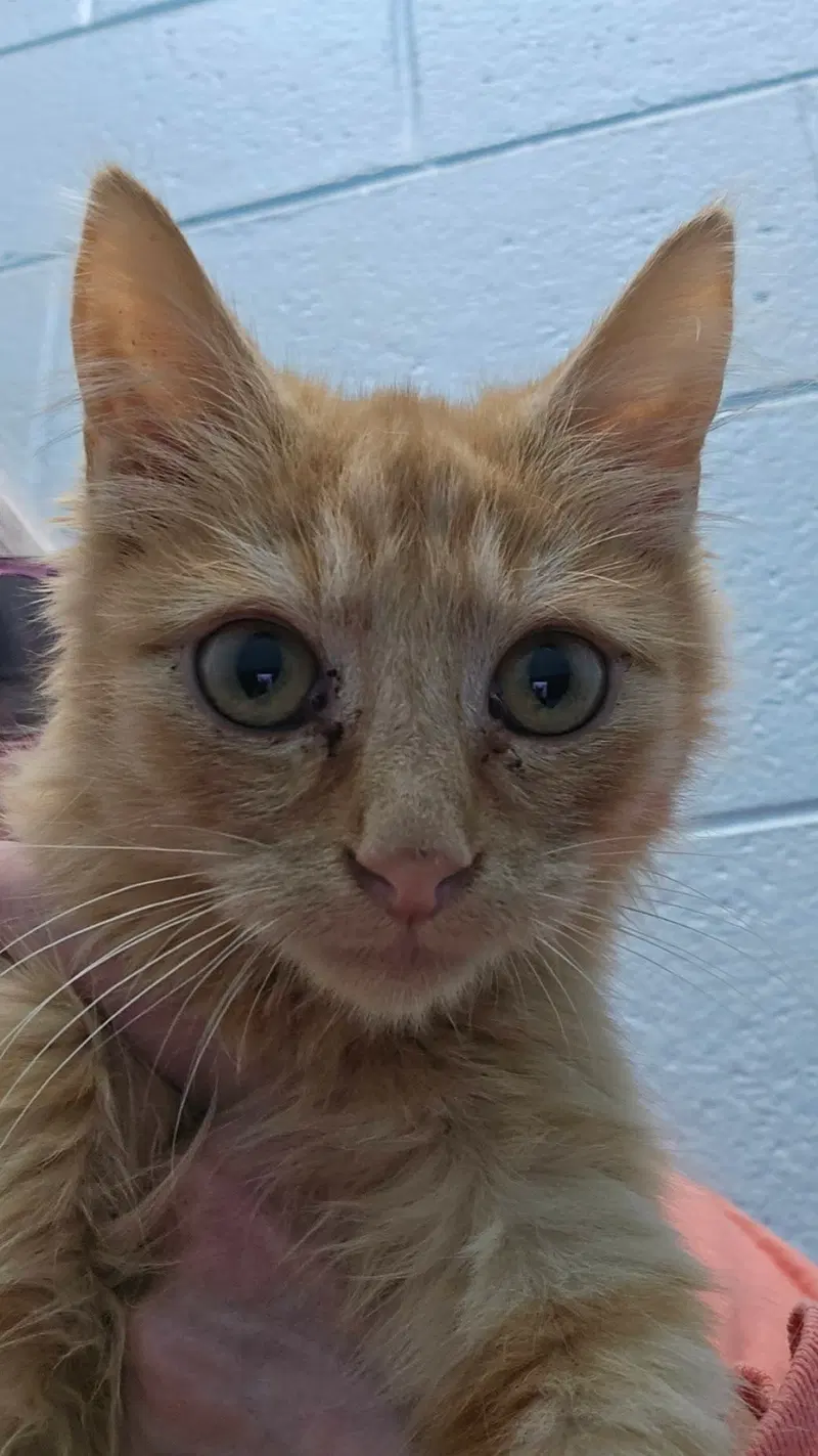 Tigger, photo 2