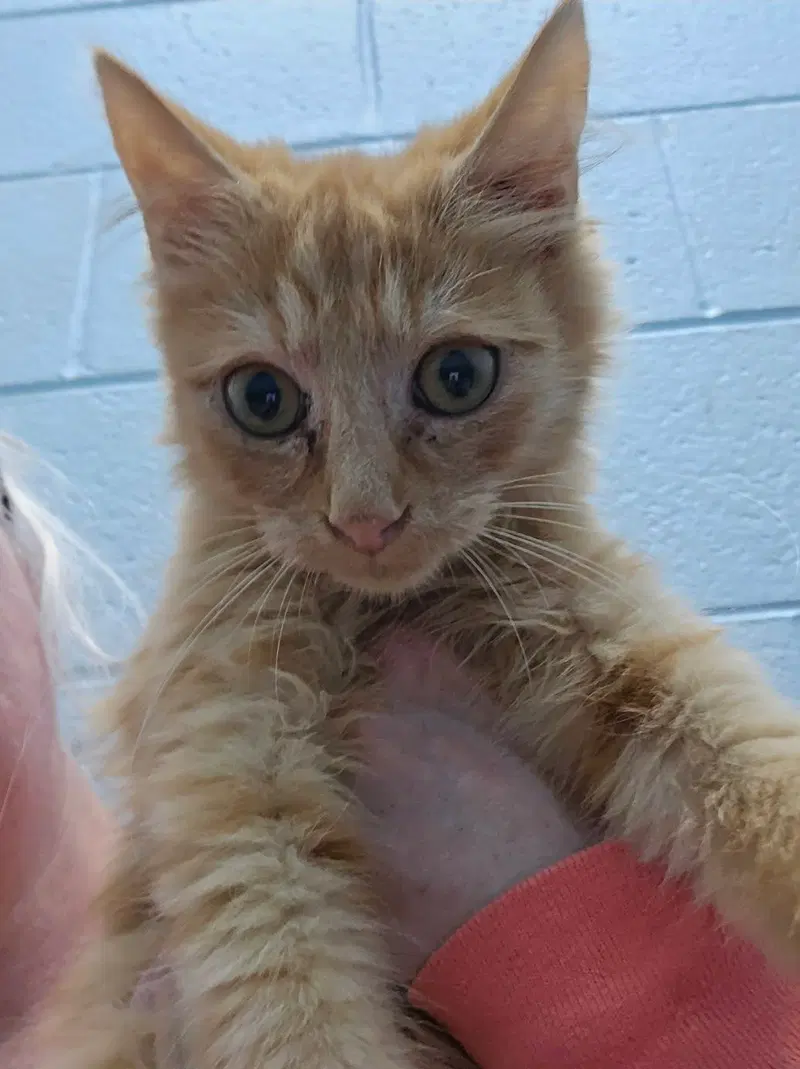 Tigger, photo 3