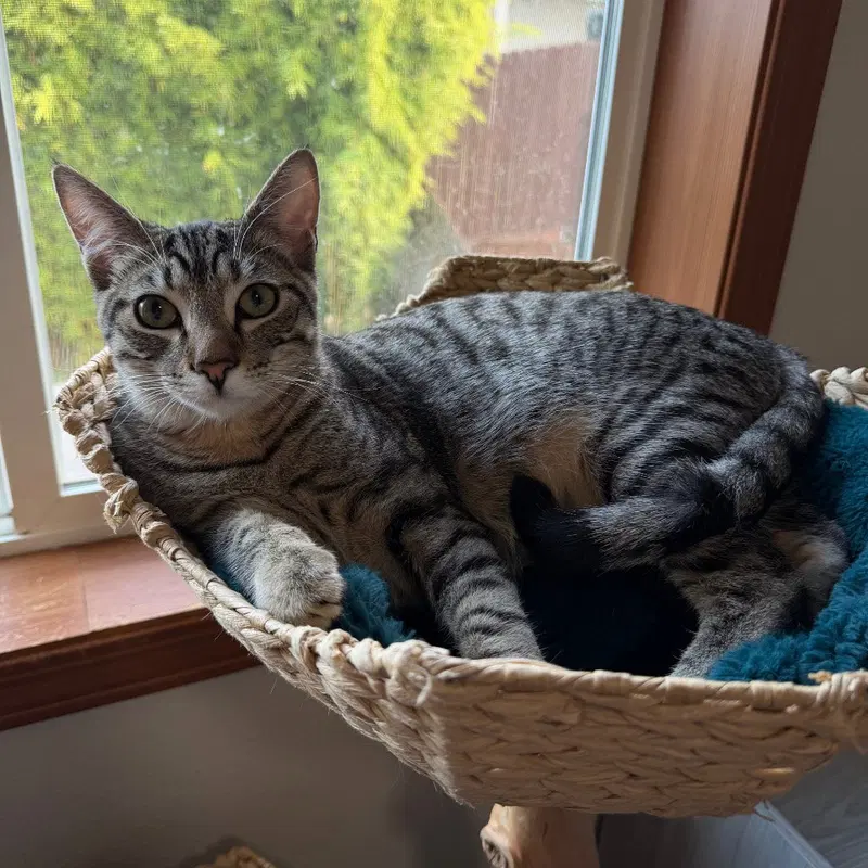 VPM-Tabasco, a young male cat up for adoption