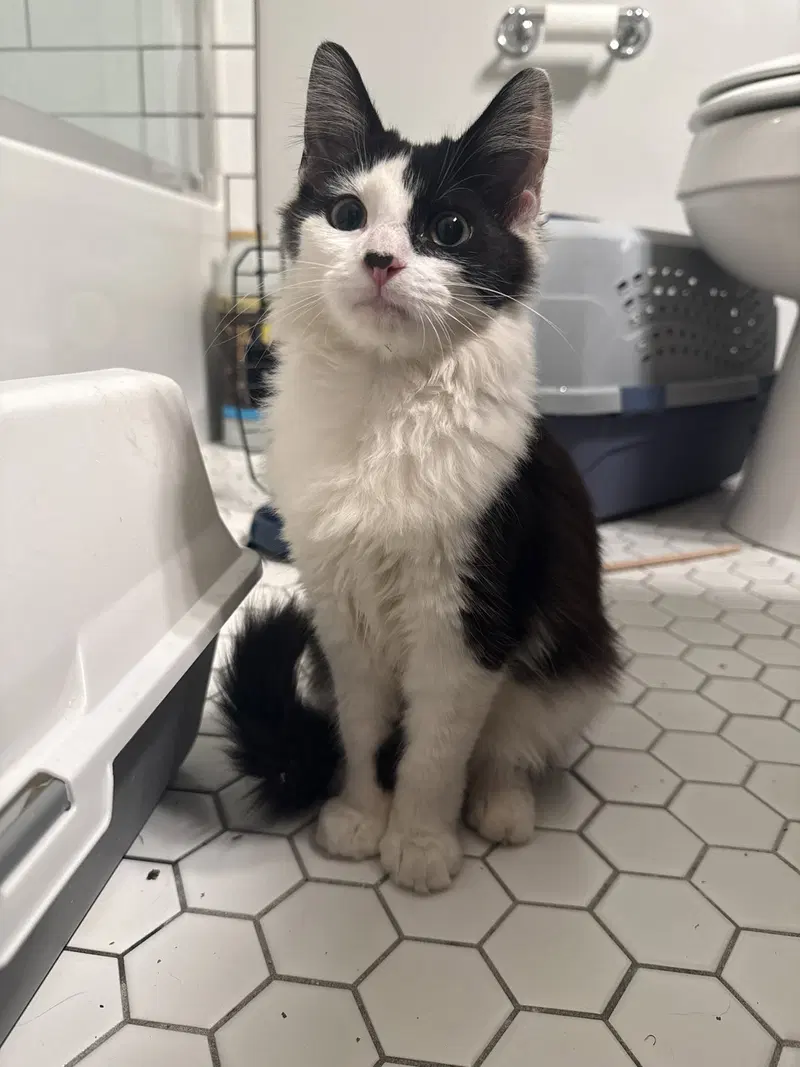 Domino, a young male cat up for adoption