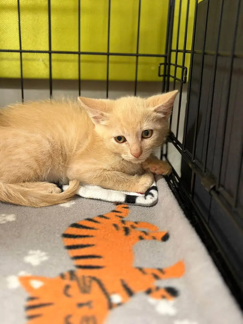 Pedro Pspspscal and Penelope Purrz, male Tabby kittens up for adoption