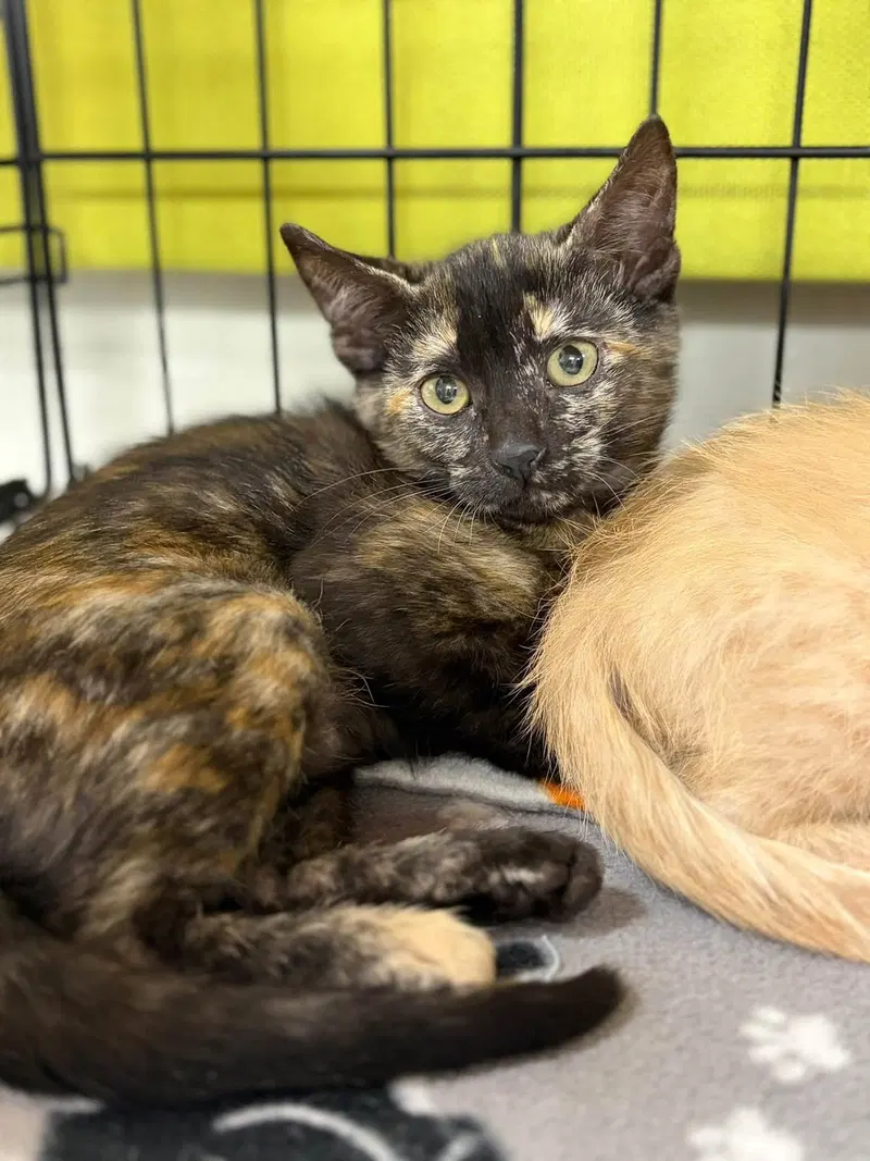 Penelope Purrz and Pedro Pspspscal, female Tortoiseshell kittens up for adoption