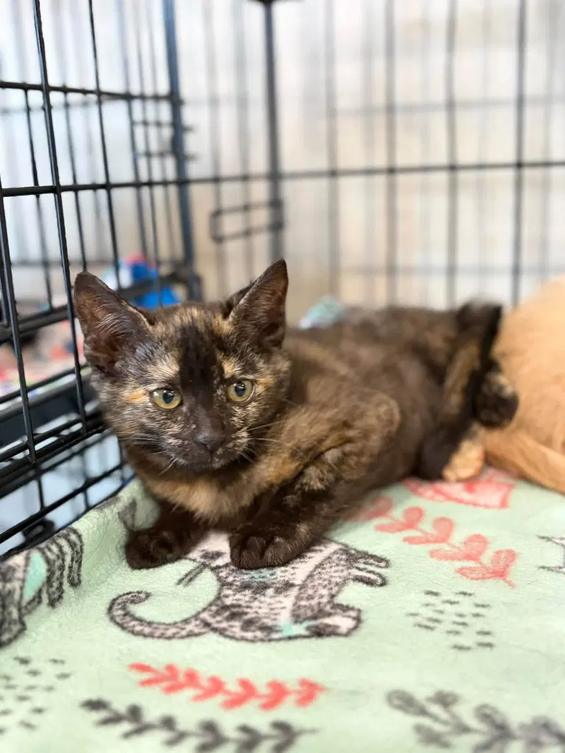 Penelope Purrz and Pedro Pspspscal, photo 2