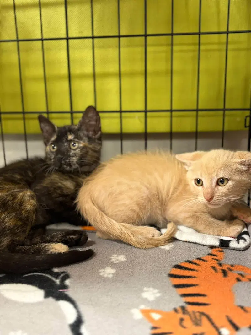 Penelope Purrz and Pedro Pspspscal, photo 3