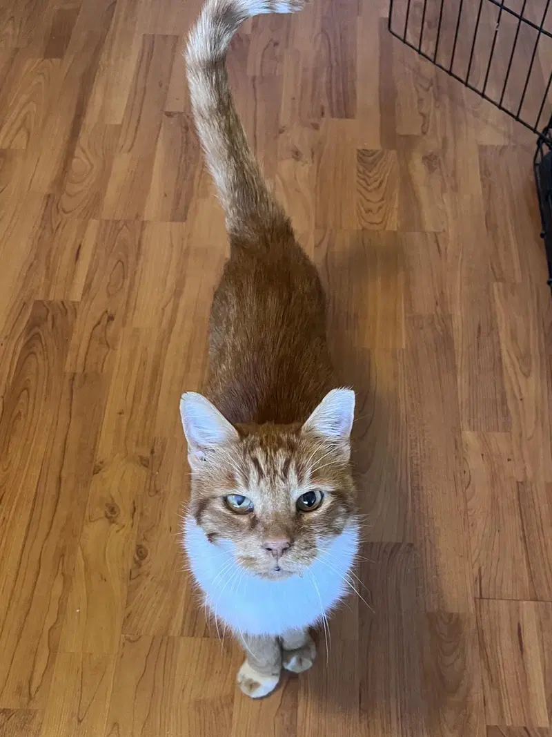 Chamaco Sullivan, a young male cat up for adoption