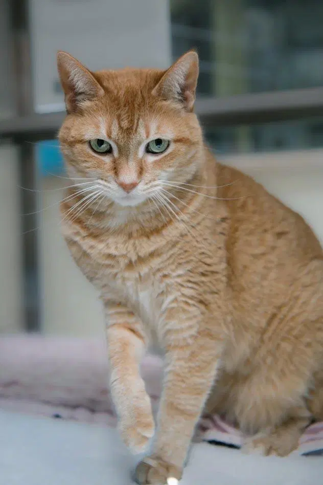Stella Luna, a senior female cat up for adoption