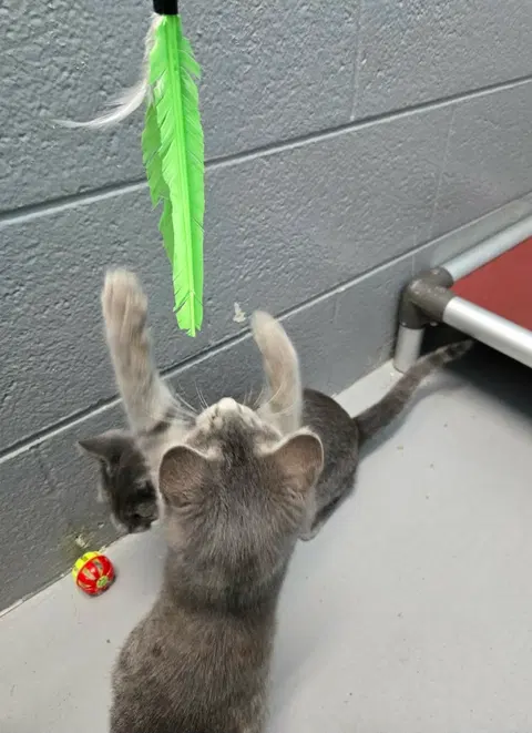 Watch the video of Harper