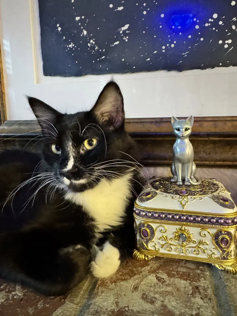 Oreo, a young female cat up for adoption