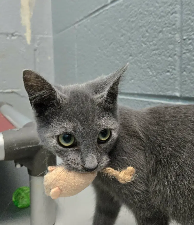 Fitz, a young male cat up for adoption