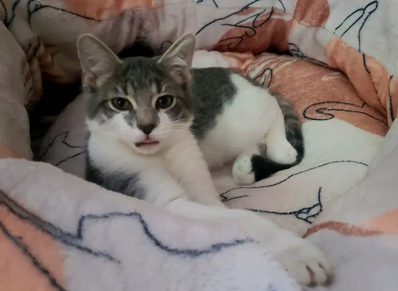 Silver, a male kitten up for adoption