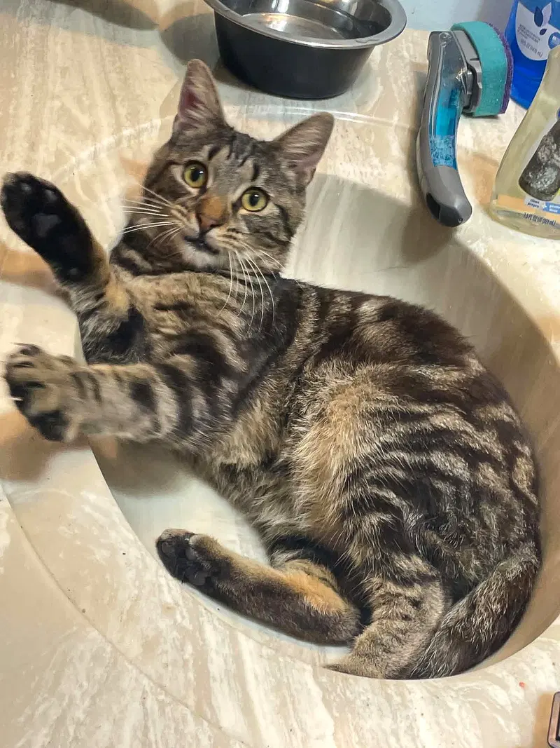 Luca, an adult male cat up for adoption