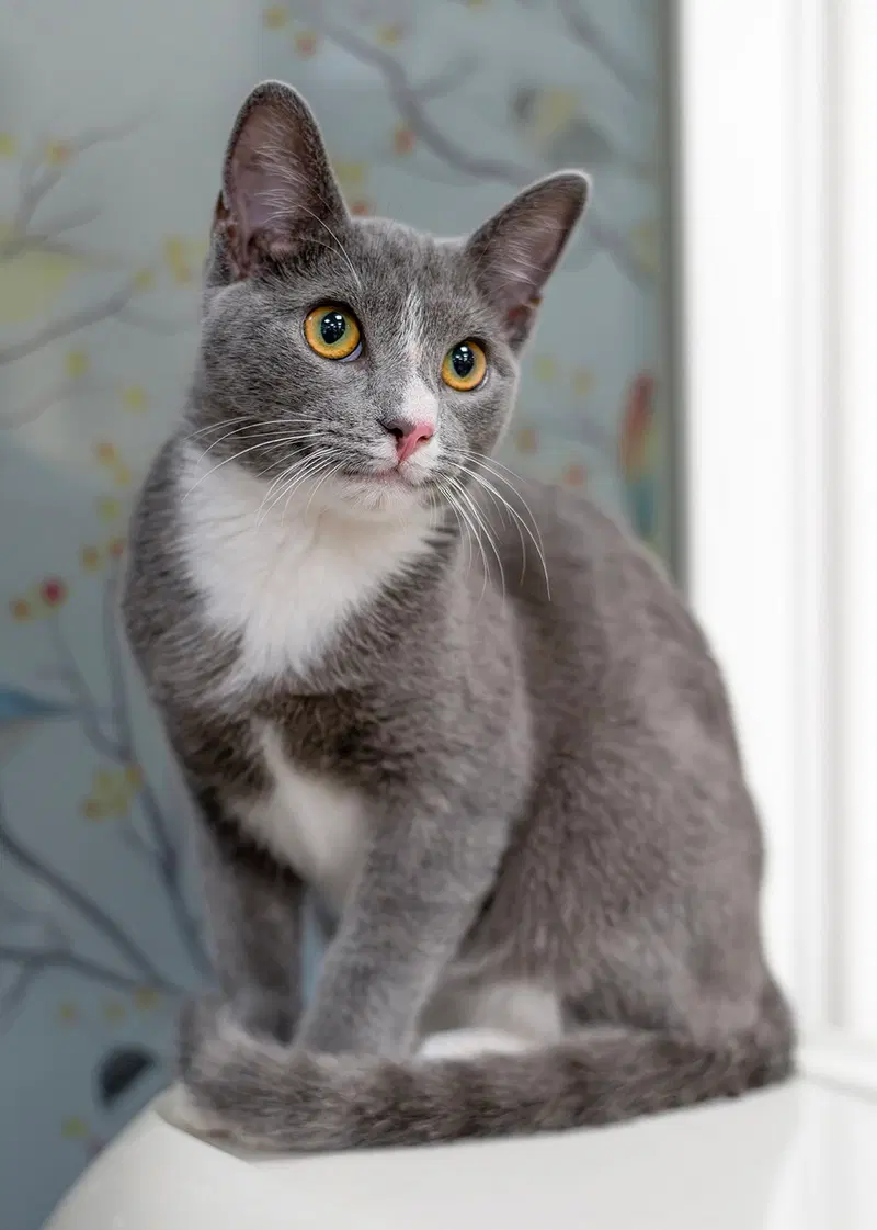 Simon, a male kitten up for adoption