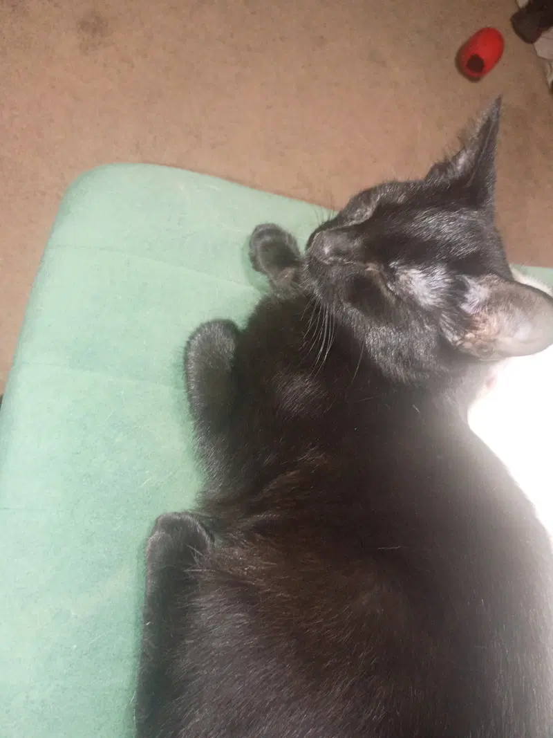 Nubby, photo 3