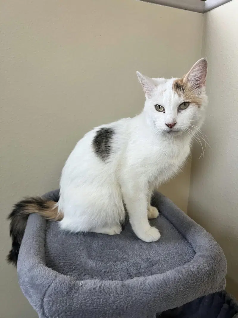 Posie, an adult female cat up for adoption