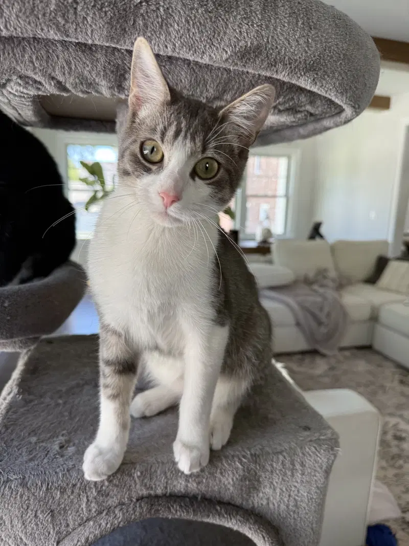 Ezra, a male kitten up for adoption