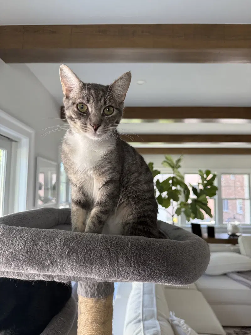 Everett, a male kitten up for adoption