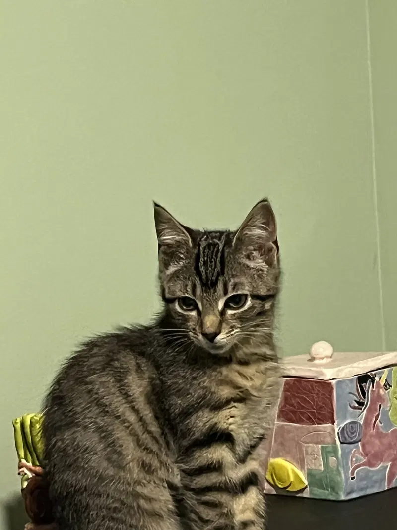 Pebbles, photo 4