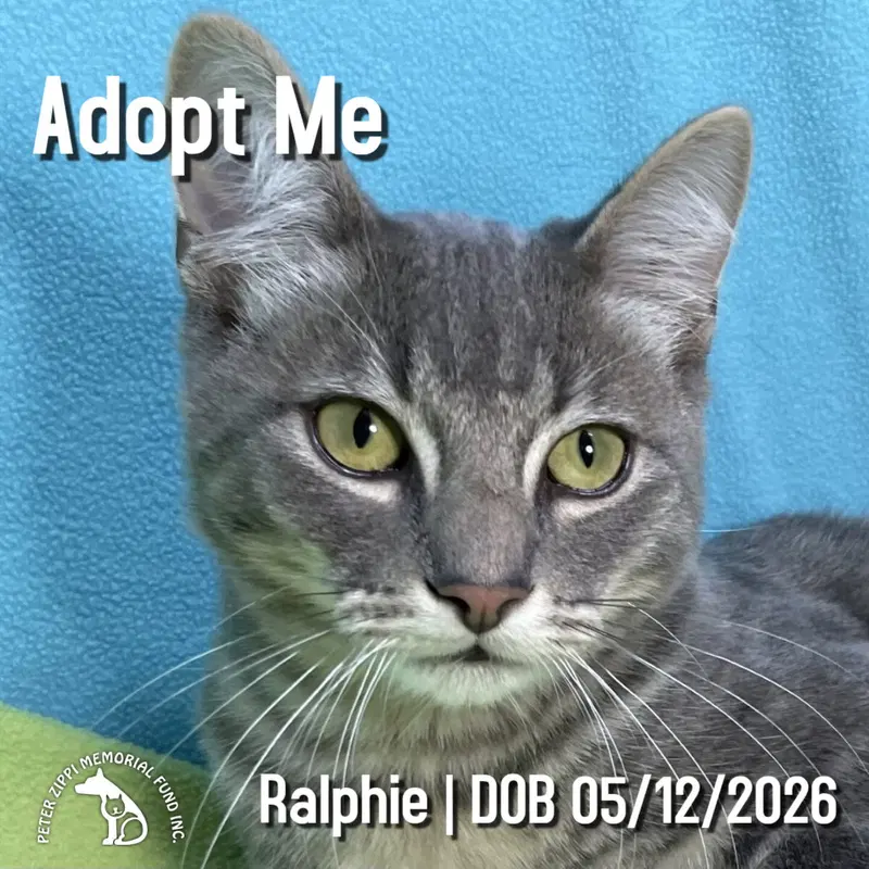 Ralphie, a male Tabby kitten up for adoption
