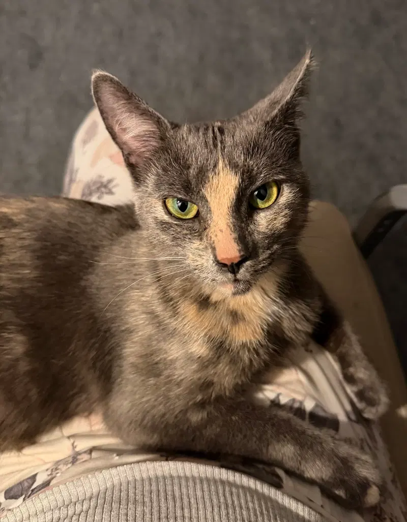 Luna Grace, a young female cat up for adoption