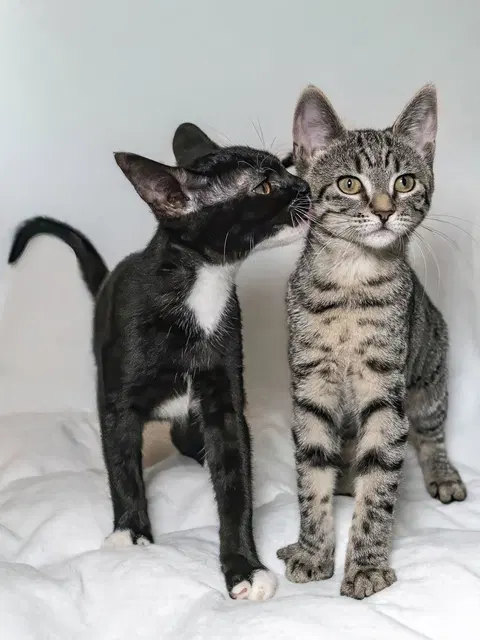 Watch the video of Lilow