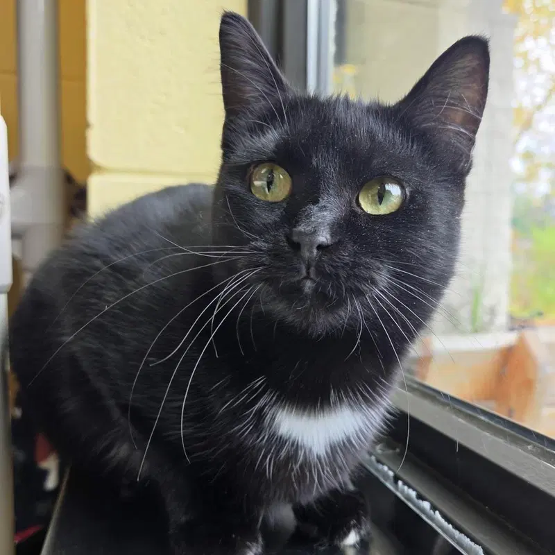 Saydie, a young female cat up for adoption