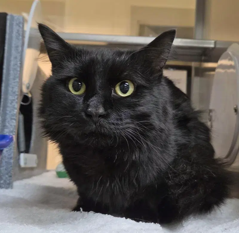 Creeper, a young male cat up for adoption