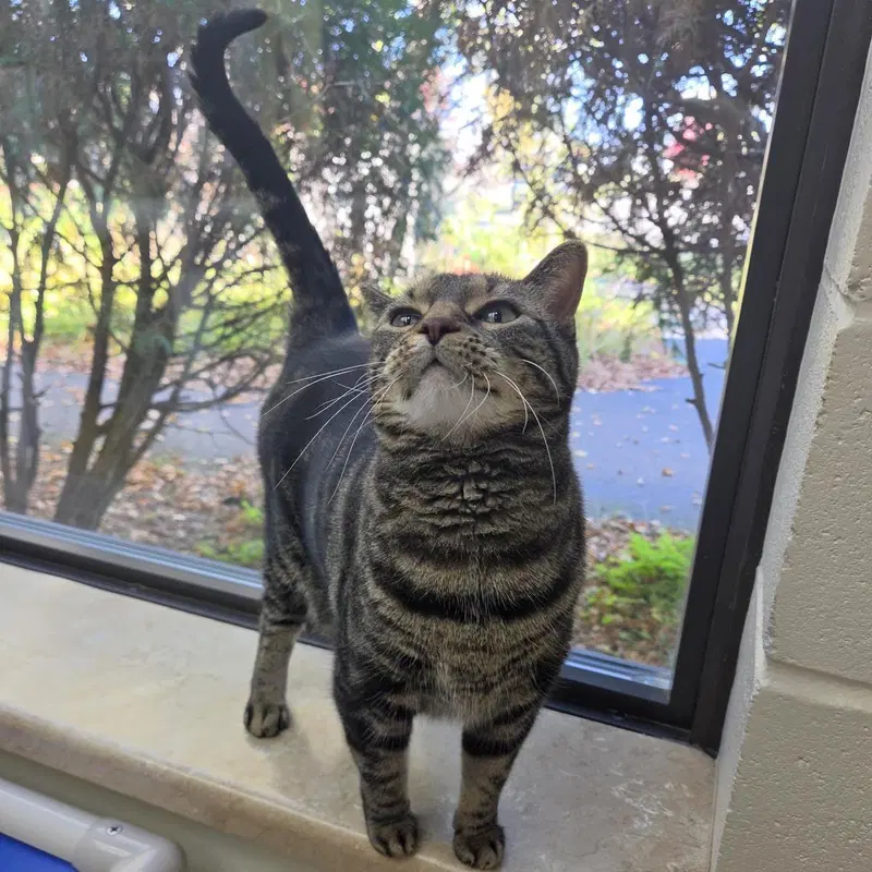 Bubba, a senior female cat up for adoption