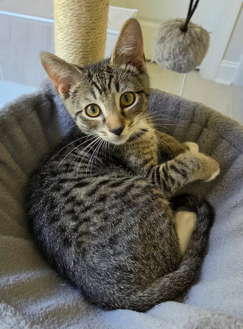 Pepperoni, a male kitten up for adoption