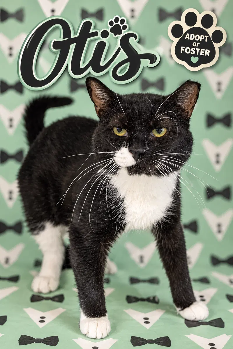 Otis, an adult male Tuxedo cat up for adoption