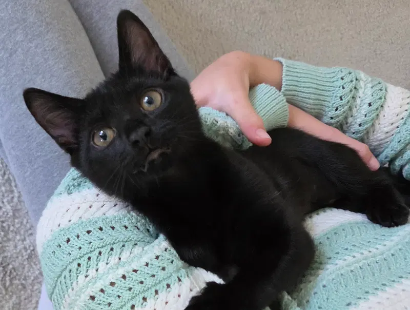 Pepper, a female kitten up for adoption