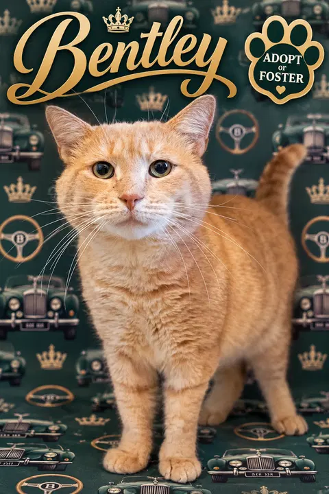 Watch the video of Bentley WIllow Grove