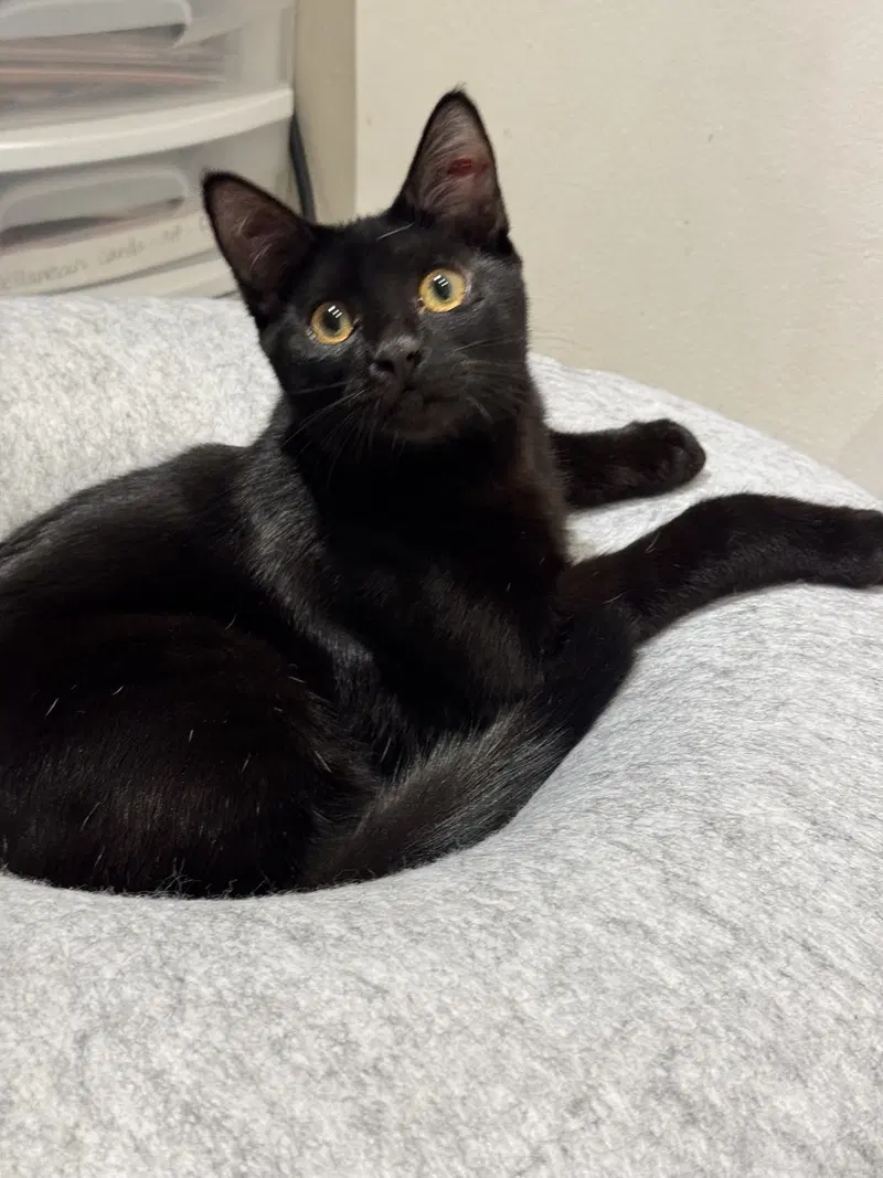 Leila, a young female cat up for adoption