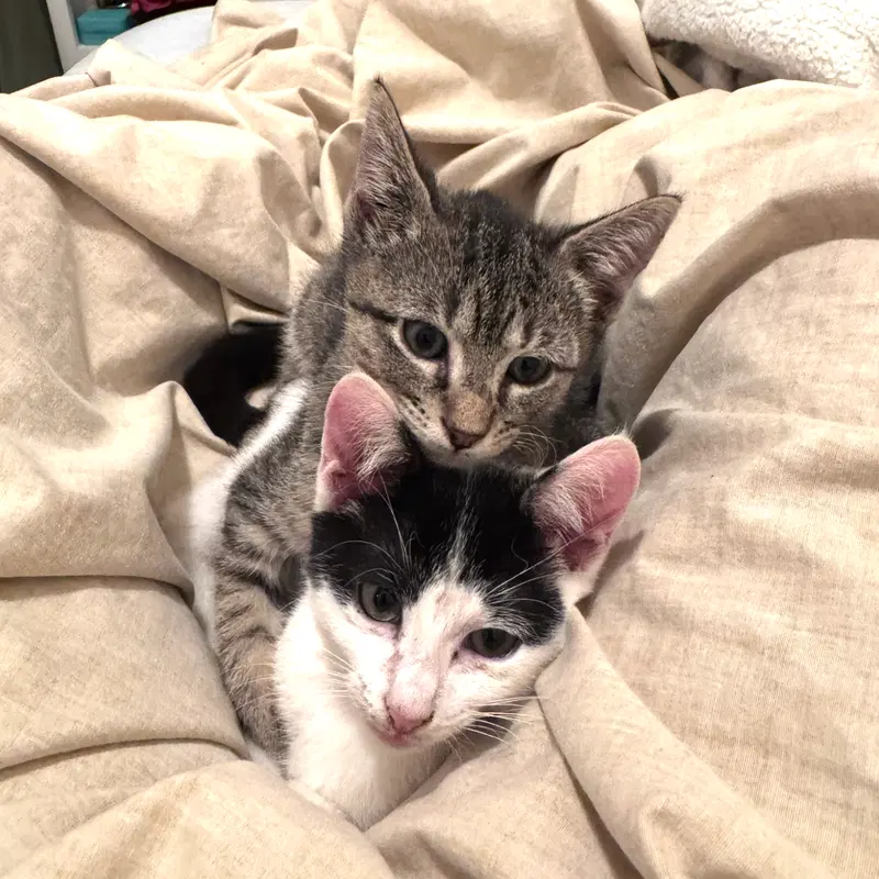 Cannoli & Studio, kittens up for adoption
