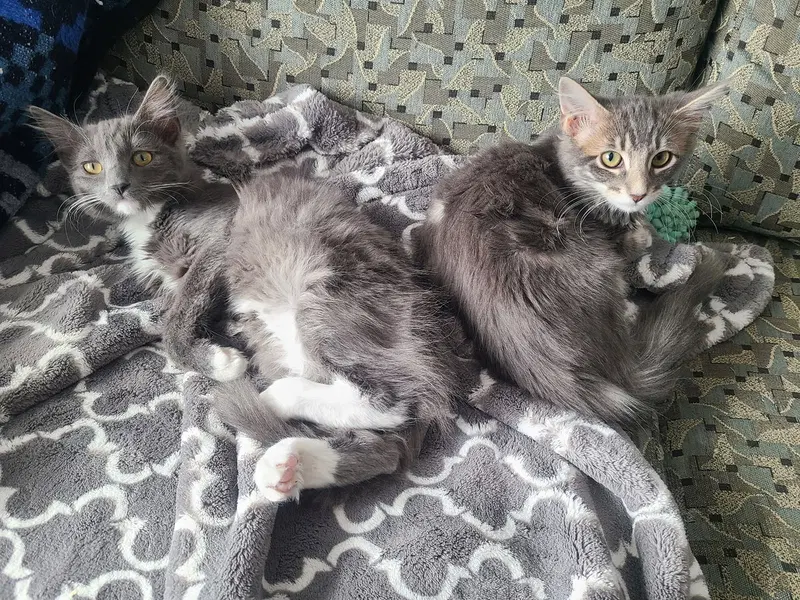 Clawdia bonded w/Snapple, photo 2