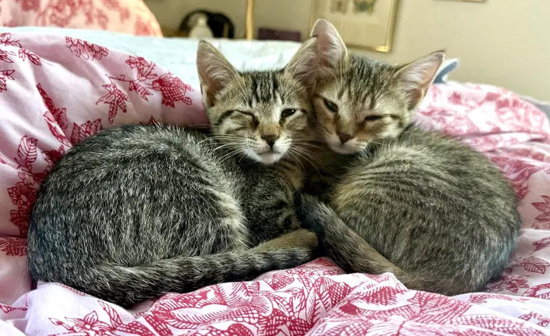 Ellie and Pookie, adult female cats up for adoption