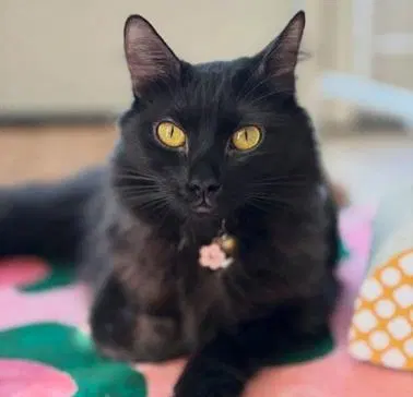 Ariel, a young female cat up for adoption