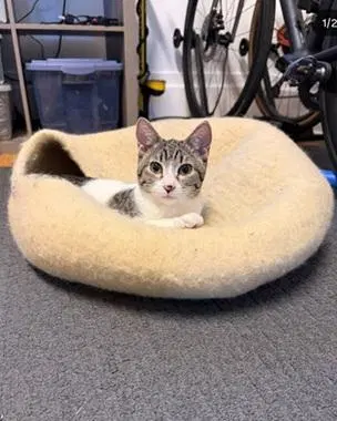Ava, a young female cat up for adoption