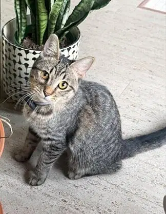 Squeekie, a young female cat up for adoption