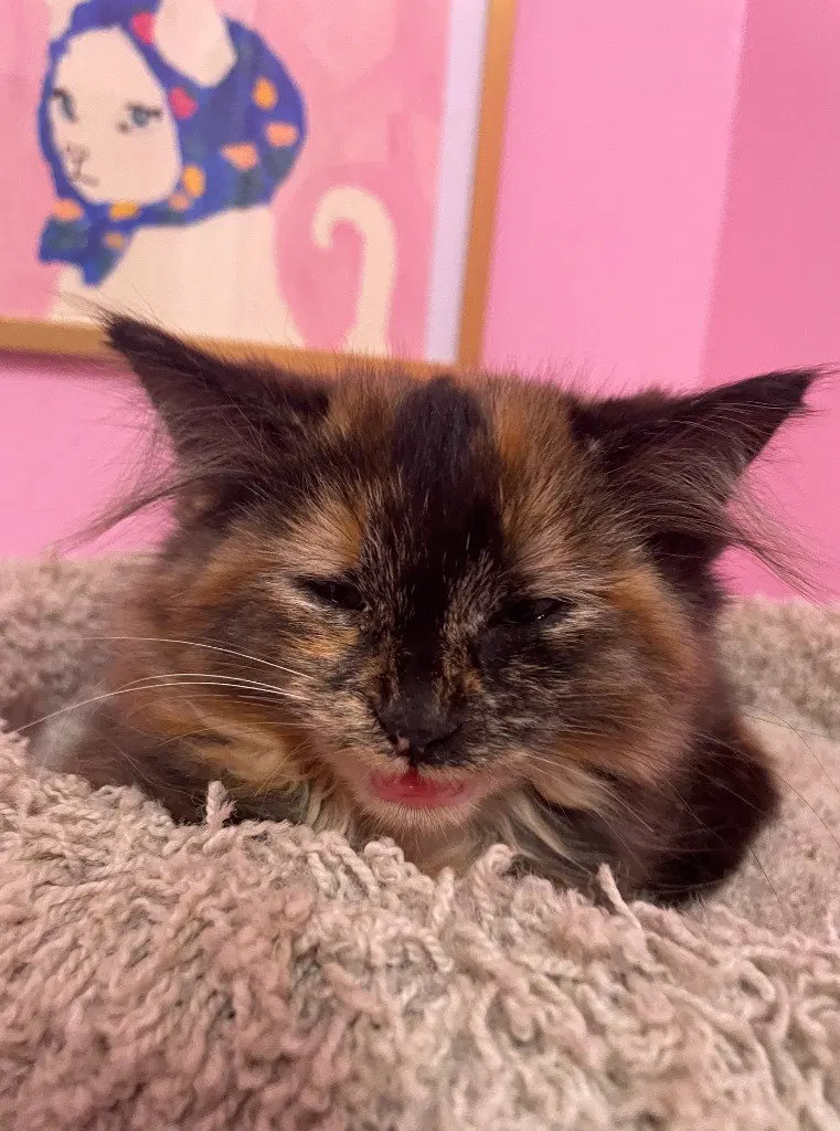 Gypsie, an adult female cat up for adoption