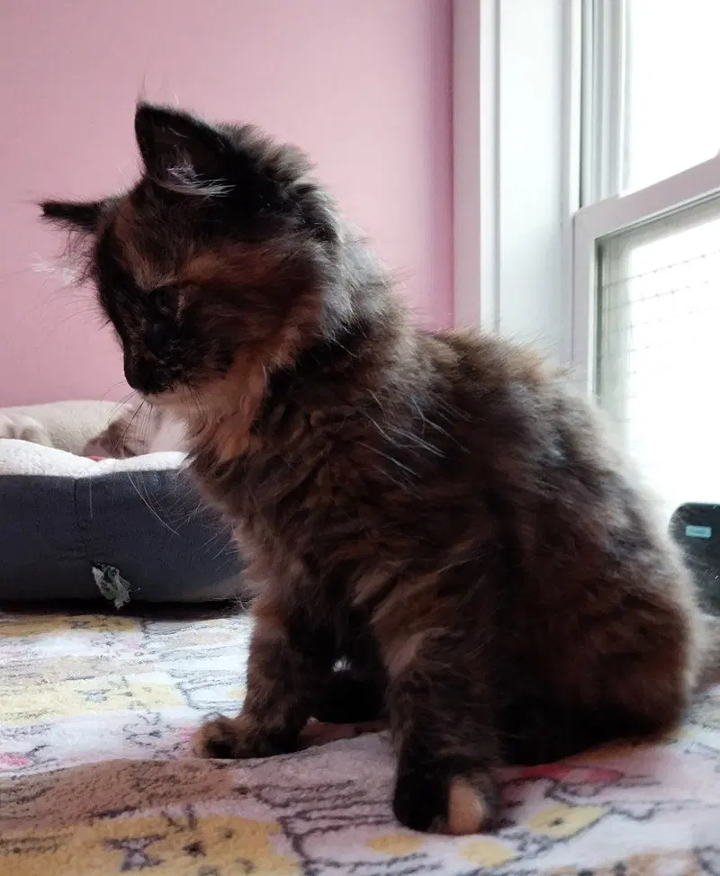 Gypsie, photo 3