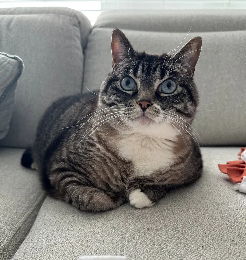 Cat, an adult female Tabby cat up for adoption