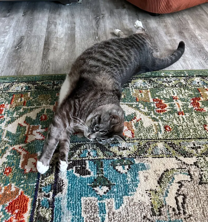 Cat, photo 2