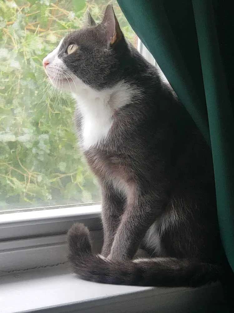 Petey, an adult male cat up for adoption