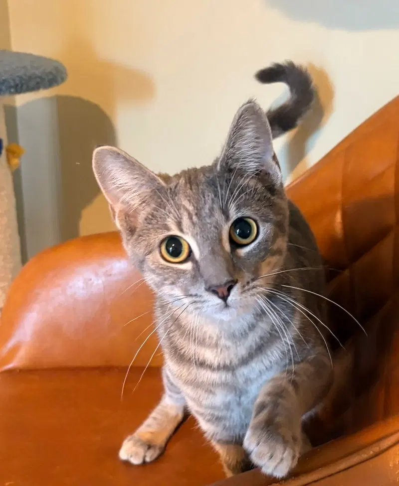 Flox, a male kitten up for adoption